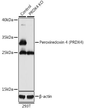 [KO Validated] Peroxiredoxin 4 (PRDX4) Rabbit pAb