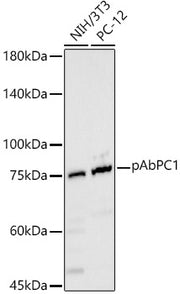 pAbPC1 Rabbit pAb
