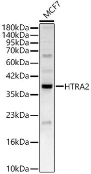 HTRA2 Rabbit pAb