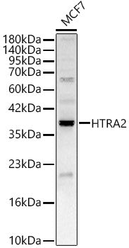 HTRA2 Rabbit pAb
