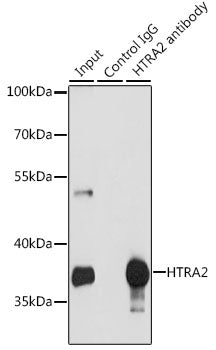 HTRA2 Rabbit pAb