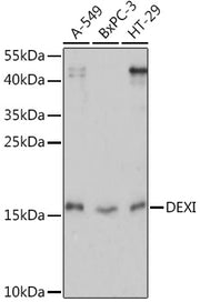 DEXI Rabbit pAb