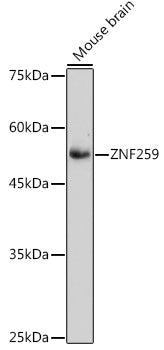 ZNF259 Rabbit mAb