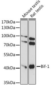 Bif-1 Rabbit pAb
