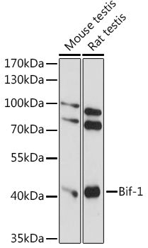 Bif-1 Rabbit pAb