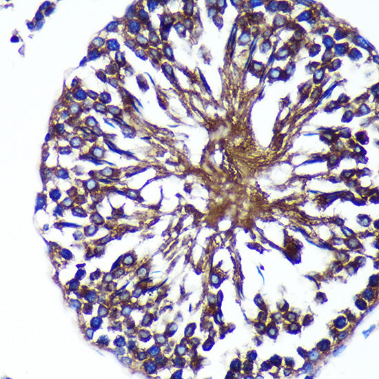 Bif-1 Rabbit pAb
