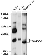GOLGA7 Rabbit pAb