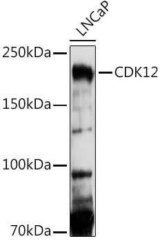 CDK12 Rabbit pAb