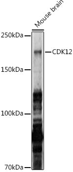 CDK12 Rabbit pAb