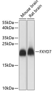 FXYD7 Rabbit pAb