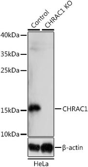 [KO Validated] CHRAC1 Rabbit pAb