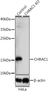 [KO Validated] CHRAC1 Rabbit pAb