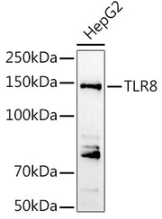 TLR8 Rabbit pAb