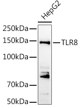 TLR8 Rabbit pAb