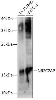 ANKHD1 Rabbit pAb