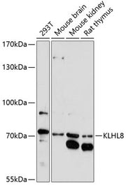 KLHL8 Rabbit pAb