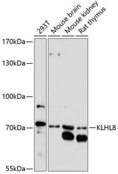 KLHL8 Rabbit pAb