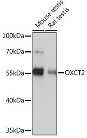 OXCT2 Rabbit pAb