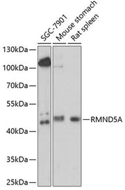RMND5A Rabbit pAb