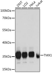 TMX1 Rabbit pAb