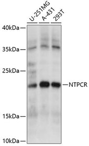 NTPCR Rabbit pAb