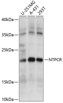 NTPCR Rabbit pAb