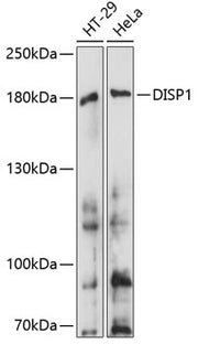 DISP1 Rabbit pAb