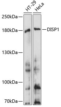DISP1 Rabbit pAb