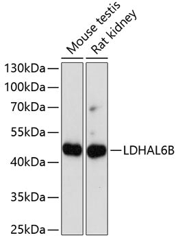 LDHAL6B Rabbit pAb