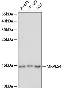 MRPL54 Rabbit pAb