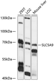 SLC5A9 Rabbit pAb