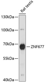 ZNF677 Rabbit pAb