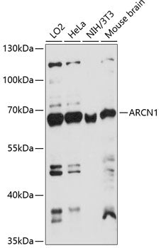 ARCN1 Rabbit pAb