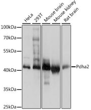 PDHA2 Rabbit pAb