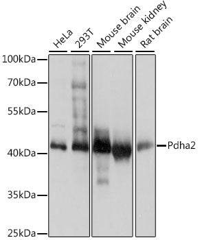 PDHA2 Rabbit pAb