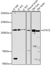 STAT2 Rabbit pAb