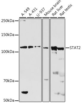 STAT2 Rabbit pAb