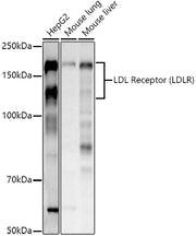 LDL Receptor (LDLR) Rabbit pAb