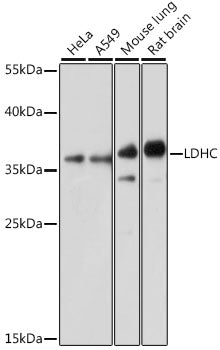 LDHC Rabbit pAb