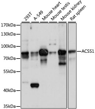 ACSS1 Rabbit pAb