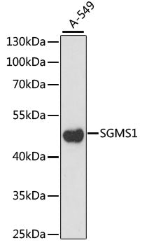 SGMS1 Rabbit pAb
