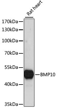 BMP10 Rabbit pAb