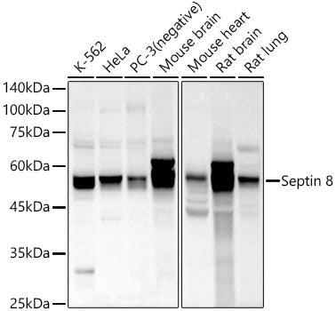 Septin 8 Rabbit pAb