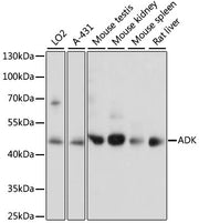 ADK Rabbit pAb
