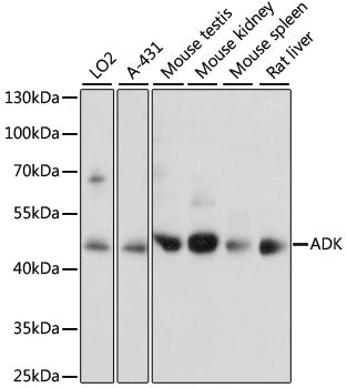 ADK Rabbit pAb