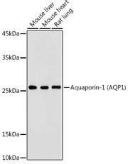 Aquaporin-1 (AQP1) Rabbit pAb