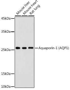 Aquaporin-1 (AQP1) Rabbit pAb
