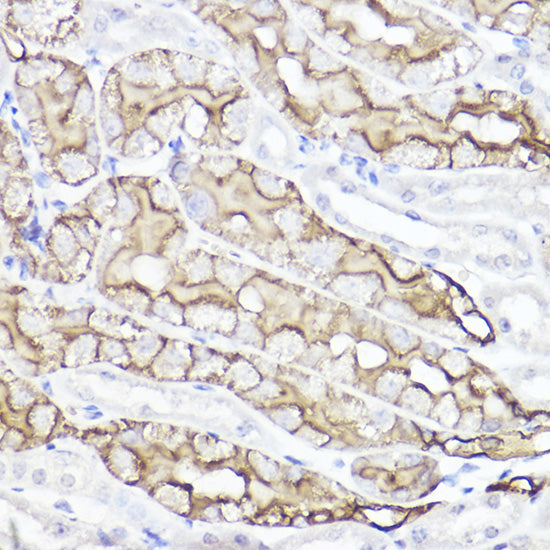 Aquaporin-1 (AQP1) Rabbit pAb