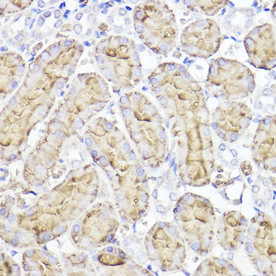 Aquaporin-1 (AQP1) Rabbit pAb
