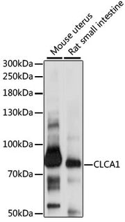 CLCA1 Rabbit pAb